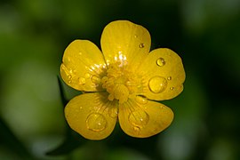 The glossy flowers of Ranunculus buttercups.※※