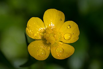 The gloss of buttercup flowers is due to thin-film interference.[2]