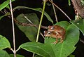 Raorchestes luteolus in amplexus from agumbe