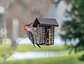 Thumbnail for File:Red-bellied woodpecker in GWC (31156).jpg