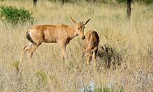 Two red hartebeest juveniles in a grassland Red Hartebeests (Alcelaphus buselaphus) (6628347615).jpg