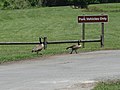 2 Canadian Geese