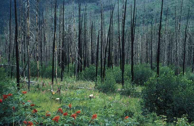 Regrowth after forest fire.jpg