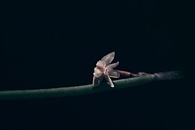 Reichenbachanthus reflexus - pl.jpg