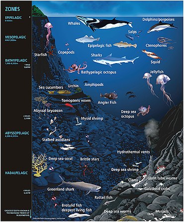 Some representative ocean animal life (not drawn to scale) within their approximate depth-defined ecological habitats. Marine microorganisms exist on the surfaces and within the tissues and organs of the diverse life inhabiting the ocean, across all ocean habitats. Representative ocean animal life.jpg