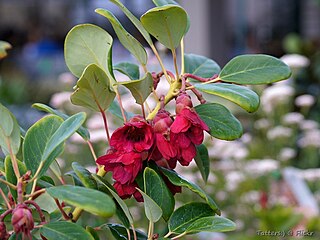 <i>Rhodoleia championii</i> Species of plant