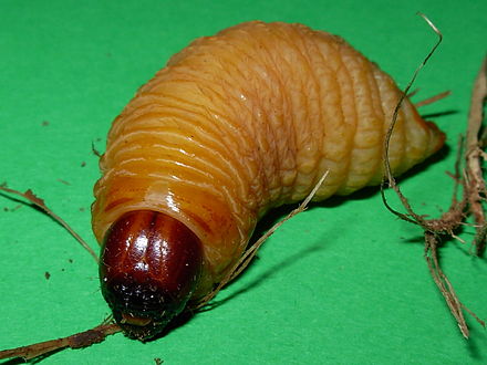 alt = Larva