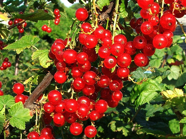 Redcurrant (Ribes rubrum)