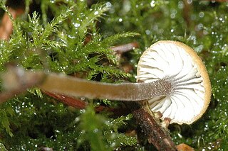 <i>Rickenella</i> Genus of fungi