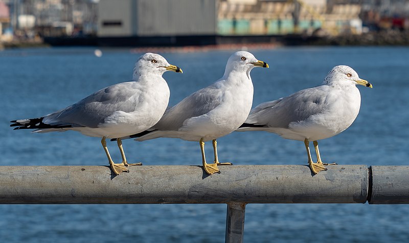 File:Ring-billed gulls in Red Hook (42792).jpg