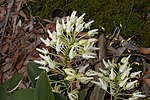 Dendrobium speciosum üçün miniatür