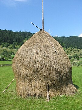 Loose stacked hay built around a central pole, supported by side poles, in Romania