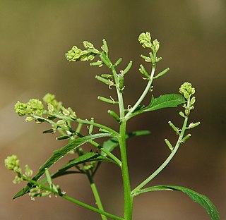 <i>Rorippa sessiliflora</i> Species of flowering plant in the United States