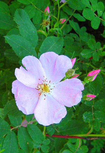 Rosa acicularis.jpg