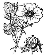Rosa balsamica illustration (01).jpg