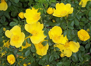 <i>Rosa foetida</i> Species of plant