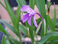 Roscoea alpina 2009-08-01.jpg