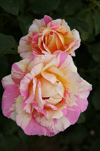 File:Rose Claude Monet 20070601 3.jpg