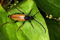 רוטלסבוק (Stictoleptura rubra) männlich 1687.JPG