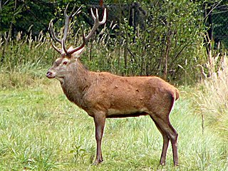 <i>Cervus</i> A genus of mammals belonging to the deer, muntjac, roe deer, reindeer, and moose family of ruminants