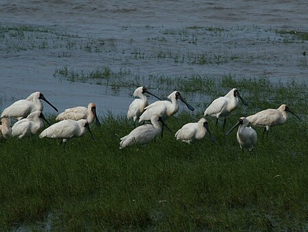 Royal Spoonbill RWD4.jpg