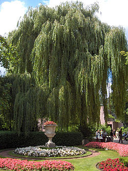 salix alba11.jpg