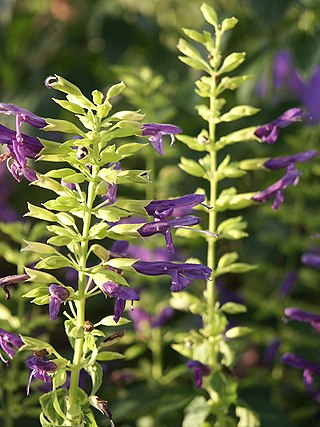 <i>Salvia mexicana</i> Species of shrub