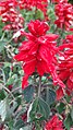 Salvia splendens