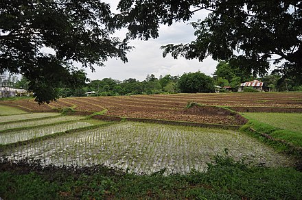 Typical paddy scenery in Santa Ignacia, Tarlac