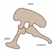 蜥臀目骨盆構造