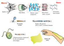 Proposed framework for producing artificial skin from spider silk to help patients with burns. Schematic representation of spider web structure from macro to nano scale oo 86667.png