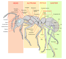 In the worker ant, the abdomen consists of the propodeum fused to the thorax and the metasoma, itself divided into the narrow petiole and bulbous gaster. Scheme ant worker anatomy-en.svg