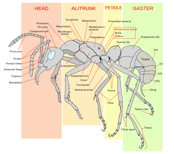 Diagram of a worker ant (Neoponera verenae) Scheme ant worker anatomy-en.svg