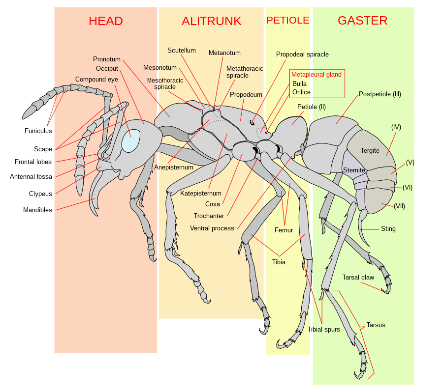 Diagram of a worker ant (Neoponera verenae)