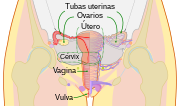 Scheme female reproductive system-pt.svg