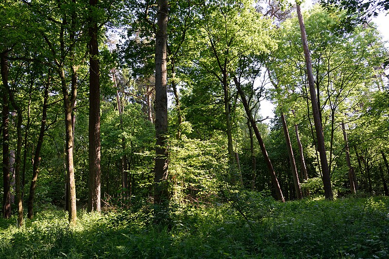 File:Schleswig-Holstein, Breitenburg, Landschaftsschutzgebiet Eichenwald Nordoe NIK 6385.JPG