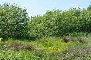 Schleswig-Holstein, Naturschutzgebiet Herrenmoor bei Kleve NIK 5748.JPG