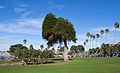 * Nomination A Monterey cypress (Cupressus macrocarpa) in La Jolla's Scripps Park --Rhododendrites 20:39, 27 November 2016 (UTC) * Promotion Good quality. --Jkadavoor 03:20, 28 November 2016 (UTC)