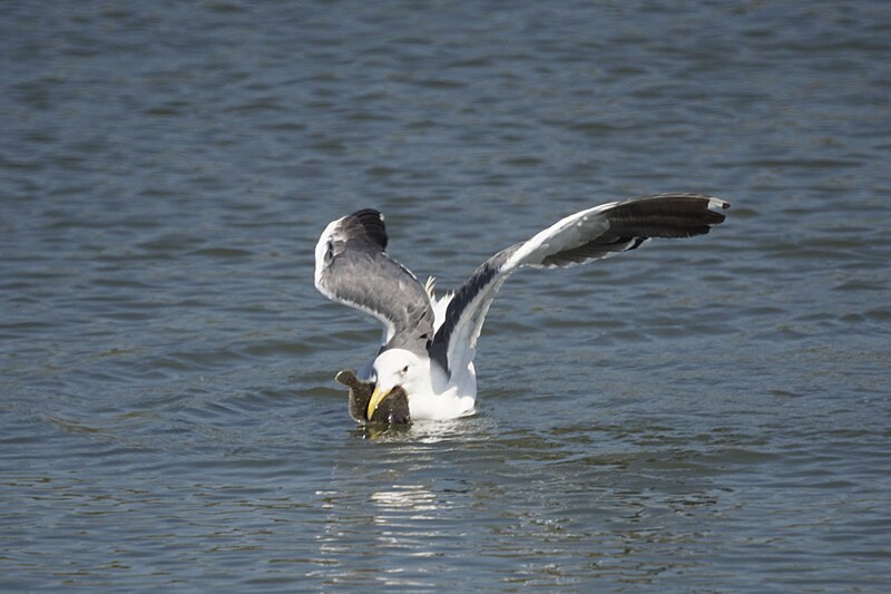 File:Seagull catching a fish (48609413907).jpg