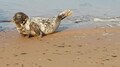 File:Seal at Newburgh beach, Aberdeenshire.webm