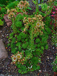 Sempervivum pittonii Habitus