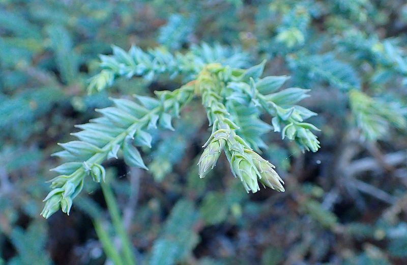 File:Sequoia sempervirens Nana Pendula kz4.jpg