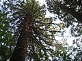Miniatuur voor Bestand:Sequoiadendron giganteumSmallGroenendaal.jpg