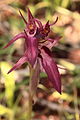 Serapias strictiflora Portugal - Algarve