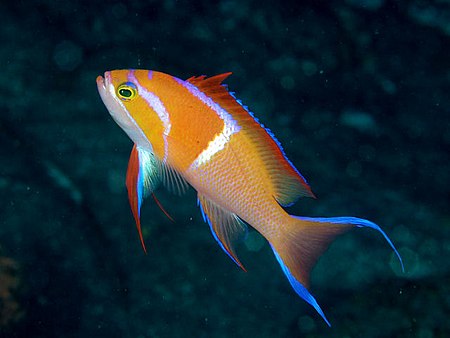 Pseudanthias_leucozonus