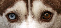 Siberian Husky heterchromia edit.jpg