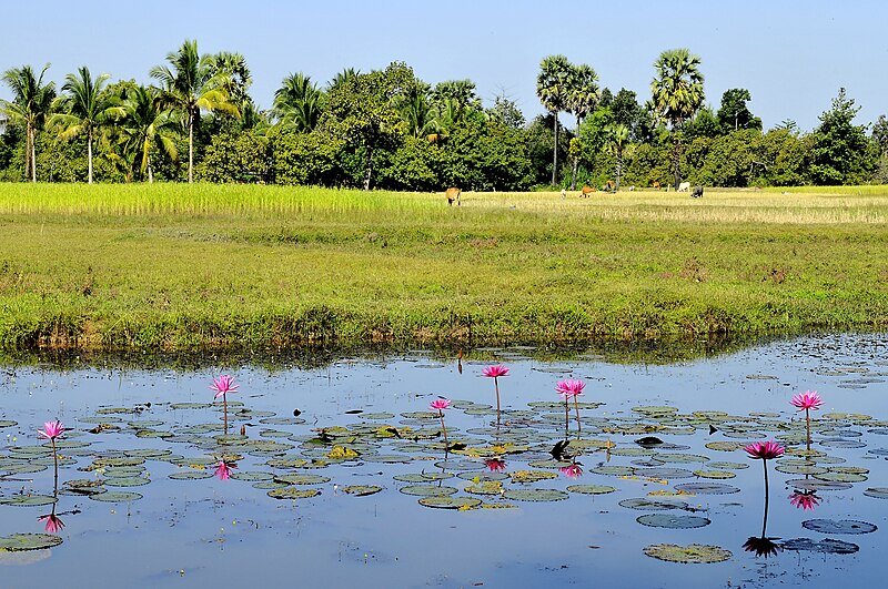 File:Siem Reap, campos 05.jpg