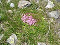 Silene acaulis