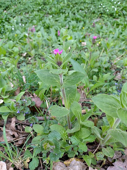 File:Silene dioica 186466668.jpg