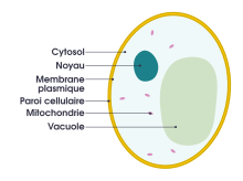 Levure alimentaire — Wikipédia